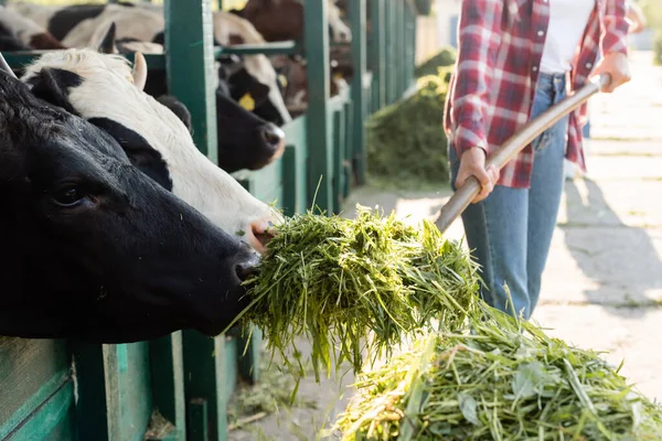 Vista recortada de agricultor afroamericano borroso alimentando vacas con heno - foto de stock