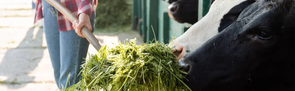 Vue partielle de l'agriculteur afro-américain nourrissant les vaches avec de l'herbe, bannière — Photo de stock