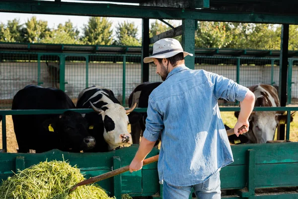 Rückansicht eines Bauern in Jeanskleidung und Krempenhut, der Heu in der Nähe eines Kuhstalls stapelt — Stockfoto