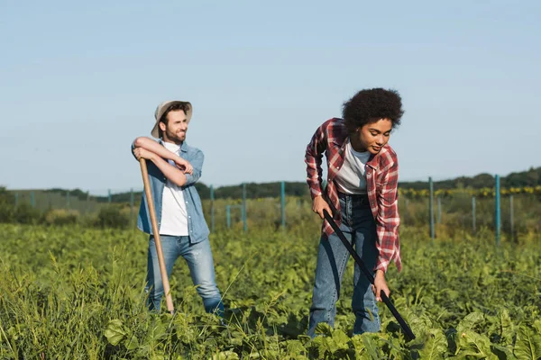 Agriculteur souriant regardant loin tandis que la femme afro-américaine travaillant dans le champ — Photo de stock