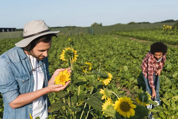 Farmer looking at yellow sunflowers near blurred african american woman working in field — Stock Photo