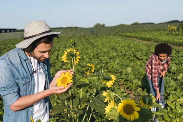 Contadino guardando girasoli gialli vicino donna afroamericana offuscata che lavora nel campo — Foto stock