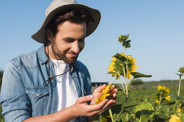 Agricultor sorridente em chapéu de aba tocando girassóis amarelos no campo — Fotografia de Stock