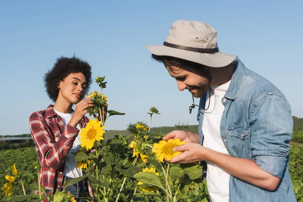 Agricultores multiétnicos felices mirando girasoles amarillos en el campo verde - foto de stock