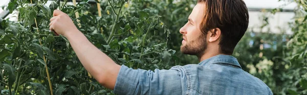 Jungbauer inspiziert Pflanzen im Gewächshaus, Banner — Stockfoto