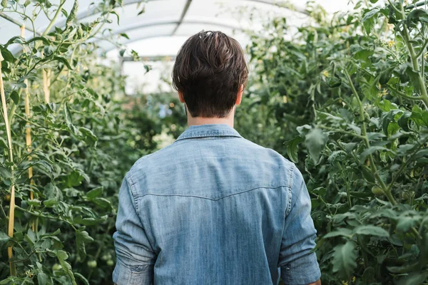 Vista posteriore dell'agricoltore in camicia di jeans vicino a piante verdi in serra — Foto stock