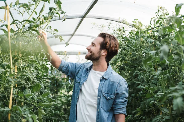 Glücklicher Jungbauer überprüft grüne Pflanzen im Gewächshaus — Stockfoto