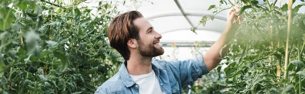 Jeune et heureux fermier vérifier les plantes en hothouse, bannière — Photo de stock