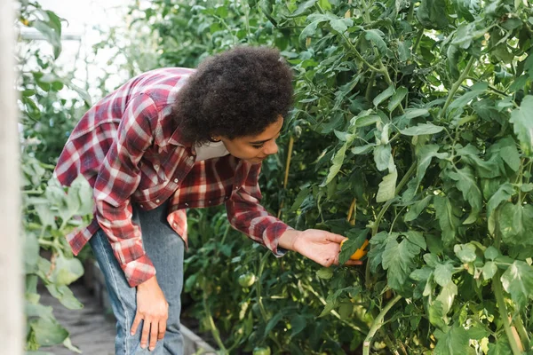 Jardinero afroamericano comprobando plantas verdes en invernadero - foto de stock