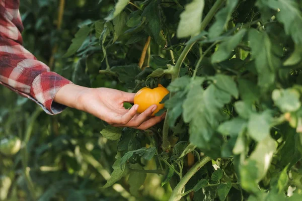 Vista parcial de mujer afroamericana tocando tomate amarillo - foto de stock