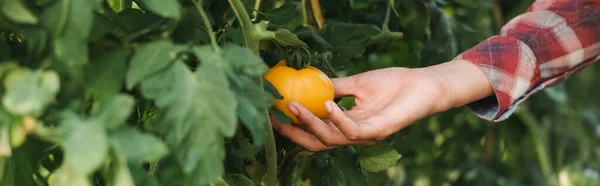 Vista recortada de agricultor afroamericano tocando tomate amarillo, pancarta - foto de stock