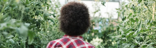 Back view of curly brunette woman near green plants in hothouse, banner — Stock Photo