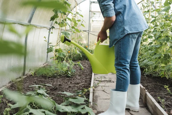 Cropped view of farmer holding watering can near garden beds in greenhouse — Stock Photo