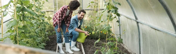 Happy farmer with watering can pointing at garden bed in hothouse near african american colleague, banner — Stock Photo