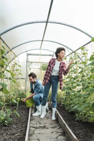 Agricultor afro-americano inspecionando plantas próximas a colega com regador em casa de vegetação — Fotografia de Stock