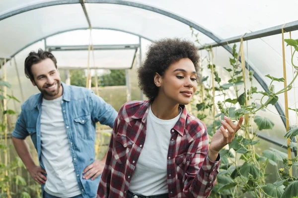 Junger afrikanisch-amerikanischer Bauer überprüft Pflanzen im Gewächshaus neben lächelndem Kollegen — Stockfoto