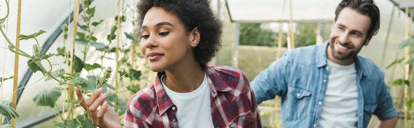 Afrikanischer amerikanischer Bauer in der Nähe von Pflanzen im Gewächshaus und lächelnder Kollege auf verschwommenem Hintergrund, Banner — Stockfoto