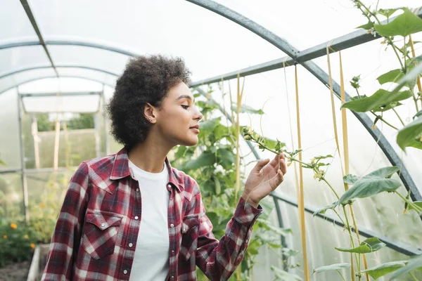 Mujer joven y bastante afroamericana inspeccionando plantas en invernadero - foto de stock