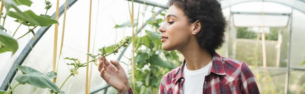 Jovem afro-americana verificando plantas verdes em hothouse, banner — Fotografia de Stock