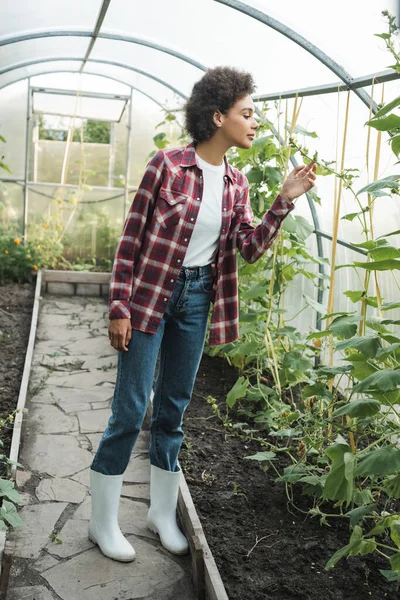 Ganzkörperansicht einer afrikanisch-amerikanischen Frau im karierten Hemd, die Pflanzen im Gewächshaus überprüft — Stockfoto
