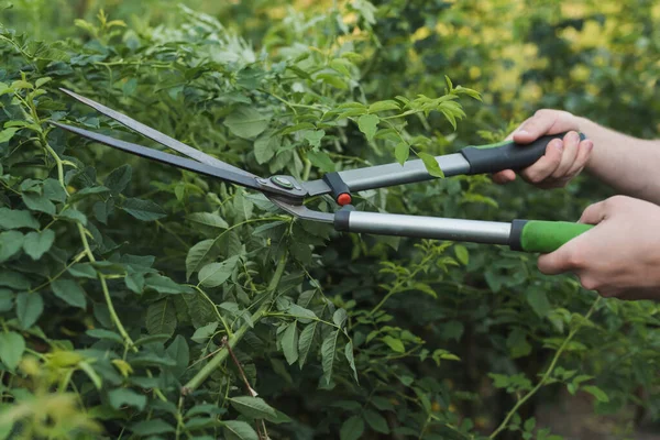 Vue recadrée des buissons de taille jardinier avec élageur — Photo de stock