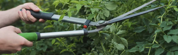 Vue recadrée des branches de taille de jardinier avec des élagueurs, bannière — Photo de stock