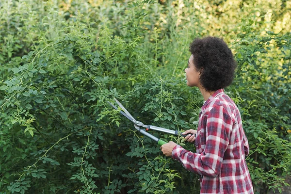 Young african american woman trimming bushes in garden — Stock Photo