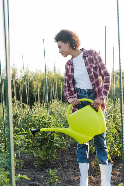 Mujer afroamericana bonita en camisa a cuadros regando plantas de tomate verde - foto de stock