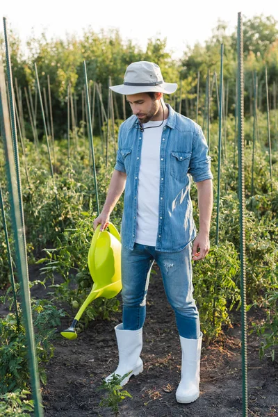 Ganzkörperansicht des Bauern in Jeanskleidung, der Tomatenpflanzen gießt — Stockfoto