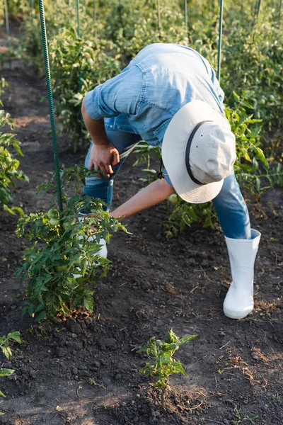 Farmer in brim hat and rubber boots checking tomato plants — Stock Photo