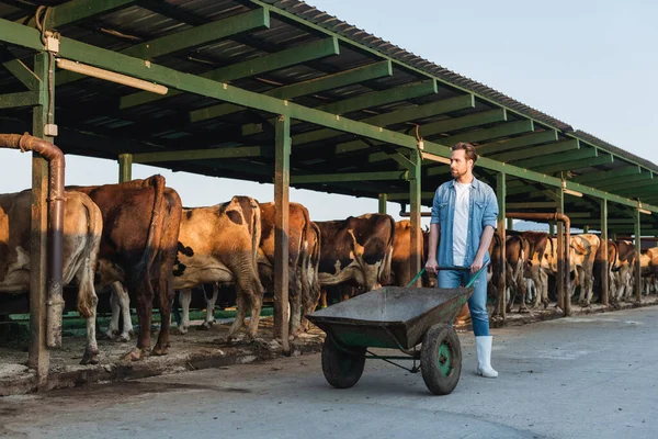 Full length view of young farmer in denim clothes standing with wheelbarrow near cowhouse — Stock Photo