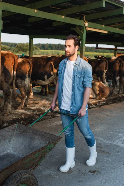 Vista integrale dell'agricoltore con carriola vicino alla stalla con mucche — Foto stock