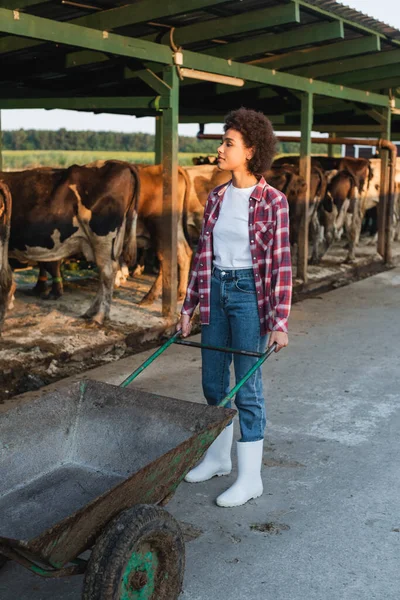 Ganzkörperansicht eines afrikanisch-amerikanischen Bauern mit Schubkarre in der Nähe verschwommener Kühe im Stall — Stockfoto