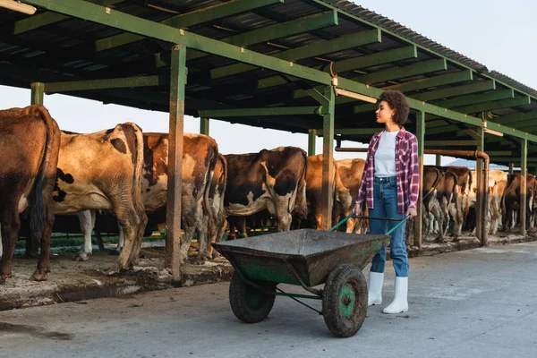 Vista completa della donna afro-americana con carriola vicino alla stalla in fattoria — Foto stock