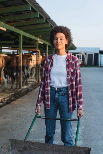 Young african american farmer with wheelbarrow looking at camera near blurred cowshed — Stock Photo