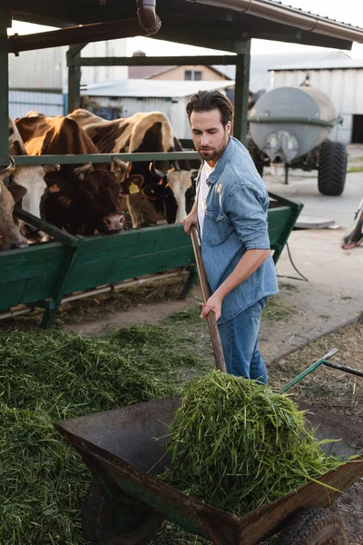 Jovem agricultor carregando feno no carrinho de mão enquanto trabalhava perto de um galpão — Fotografia de Stock