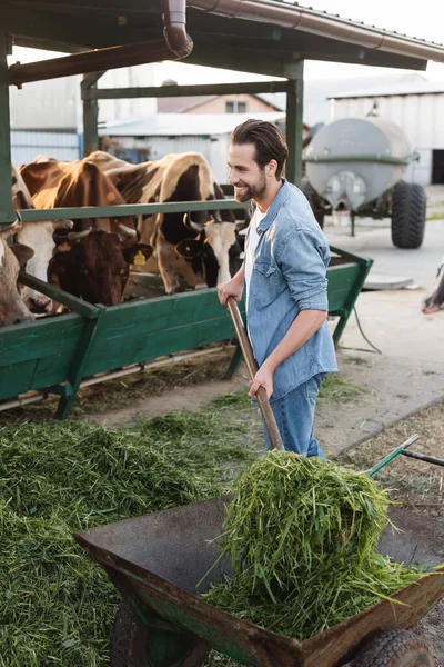 Giovane agricoltore sorridente mentre impilare fieno vicino mucche in stalla — Foto stock