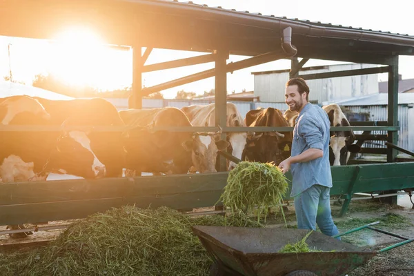 Lächelnder Bauer lädt Heu neben Kühen im Stall ab — Stockfoto