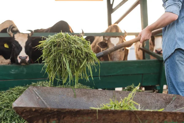 Vue recadrée de l'exploitation agricole foin près des vaches floues dans la stalle — Photo de stock