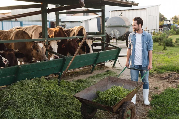 Ganzkörperansicht des Bauern mit Heu in Schubkarre in der Nähe des Kuhstalls — Stockfoto