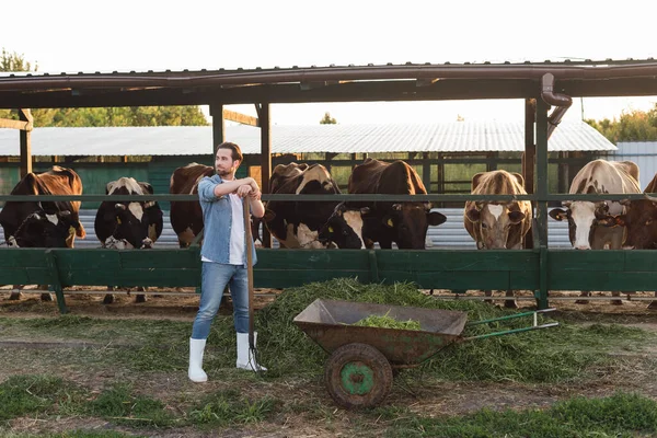 Visão de comprimento total do agricultor com feno de pé perto do carrinho de mão e do estábulo — Fotografia de Stock