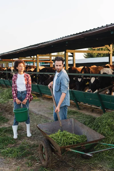 Farmer loading hay into wheelbarrow near african american colleague with bucket — Stock Photo