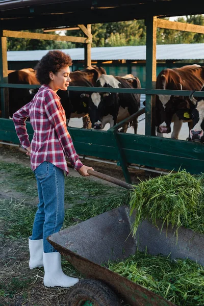 African american woman in plaid shirt unloading hay from wheelbarrow near cowhouse — Stock Photo