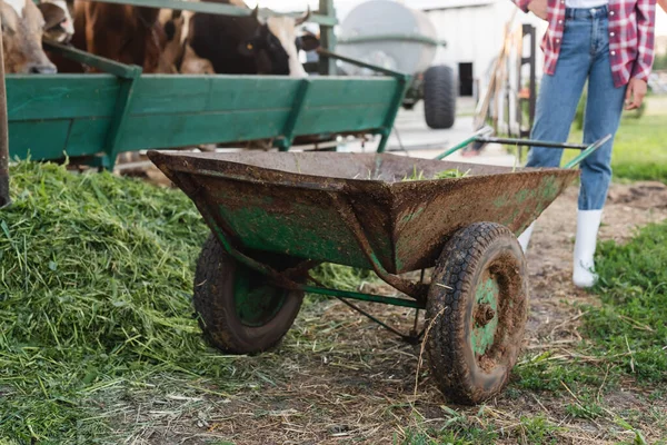 Vista ritagliata del contadino afroamericano vicino carriola e mucche sfocate in stalla — Foto stock