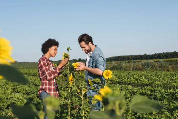 Side view of young multiethnic farmers looking at yellow sunflowers in green field — Stock Photo