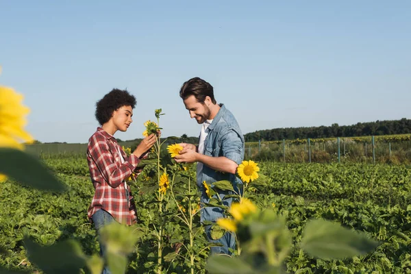 Vista lateral de jóvenes agricultores multiétnicos mirando girasoles amarillos en el campo verde - foto de stock