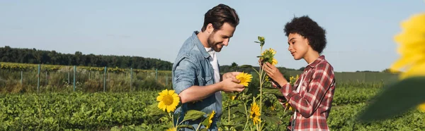 Side view of young interracial farmers near yellow sunflowers in green field, banner — Stock Photo