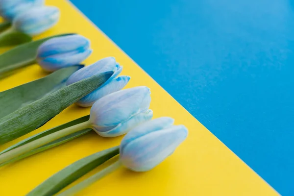 Nahaufnahme der blauen Tulpen auf der ukrainischen Flagge — Stockfoto