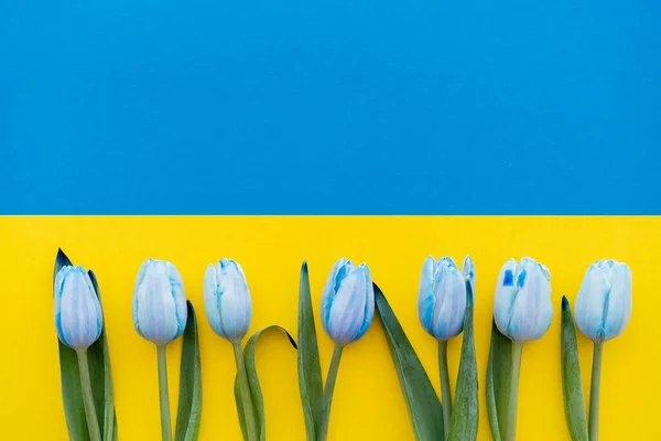 Draufsicht der blauen Tulpen auf der ukrainischen Flagge — Stockfoto