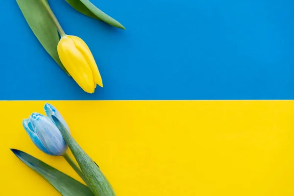 Верхний вид желтых и синих тюльпанов с листьями на украинском флаге — стоковое фото